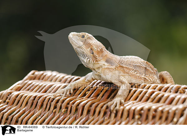 Bartagame / bearded dragon / RR-84069