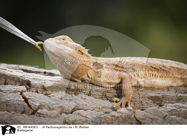 Bartagame / bearded dragon / RR-84083