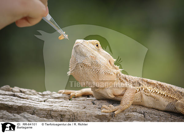 Bartagame / bearded dragon / RR-84101