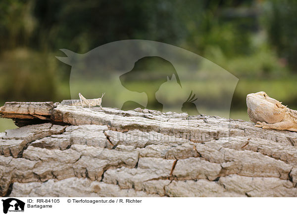 Bartagame / bearded dragon / RR-84105