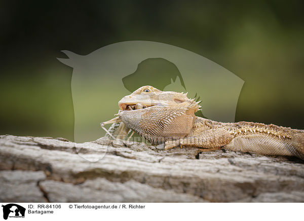 Bartagame / RR-84106