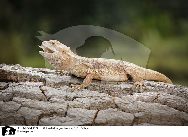 Bartagame / bearded dragon / RR-84113