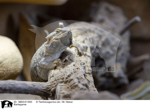 Bartagame / bearded dragon / MAH-01460