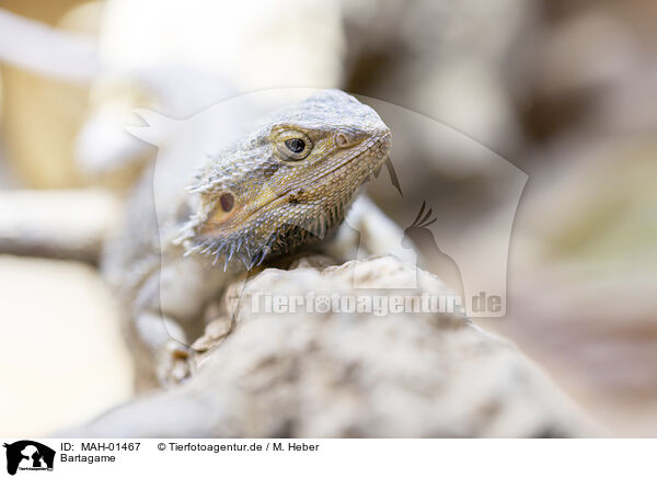 Bartagame / bearded dragon / MAH-01467