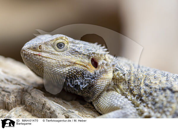 Bartagame / bearded dragon / MAH-01470