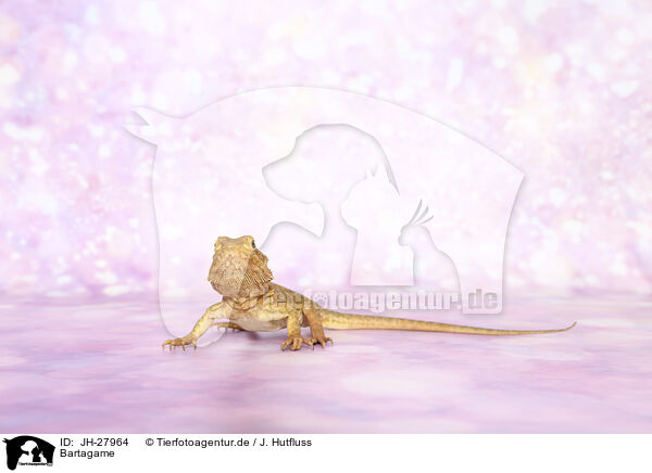 Bartagame / bearded dragon / JH-27964