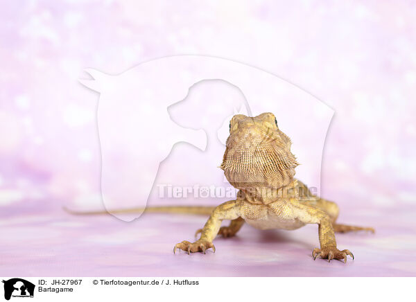 Bartagame / bearded dragon / JH-27967