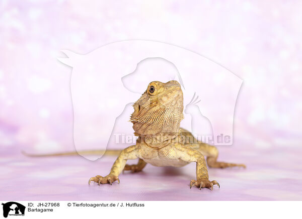 Bartagame / bearded dragon / JH-27968