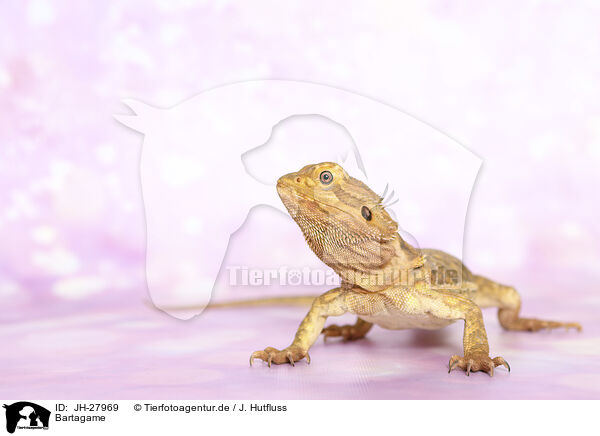 Bartagame / bearded dragon / JH-27969