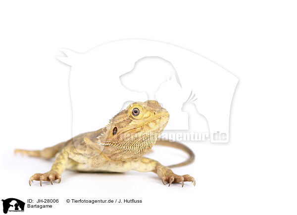 Bartagame / JH-28006