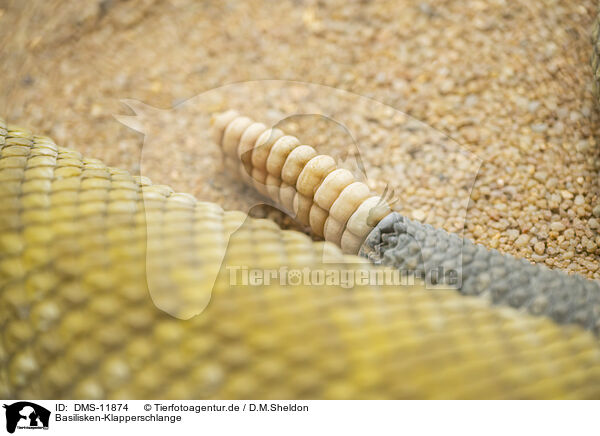 Basilisken-Klapperschlange / Mexican west coast rattlesnake / DMS-11874