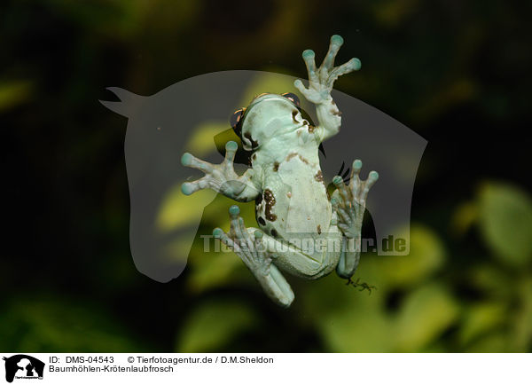 Baumhhlen-Krtenlaubfrosch / frog / DMS-04543