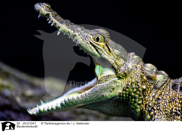 Beulenkrokodil / Mexican crocodile / JG-01041