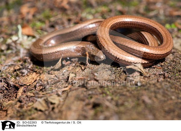 Blindschleiche / blindworm / SO-02283