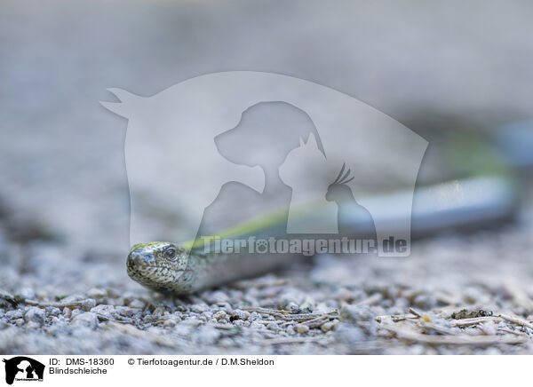 Blindschleiche / common slow worm / DMS-18360
