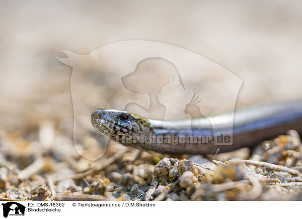 Blindschleiche / common slow worm / DMS-18362