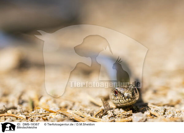 Blindschleiche / common slow worm / DMS-18367