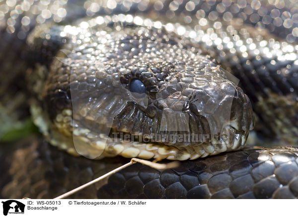 Boaschlange / boa / WS-05013