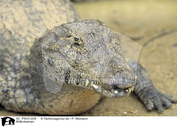 Brillenkaiman / brown caiman / PW-01209