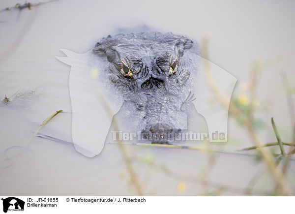 Brillenkaiman / Caiman / JR-01655