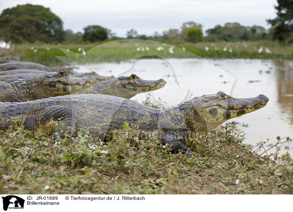 Brillenkaimane / Caimans / JR-01689