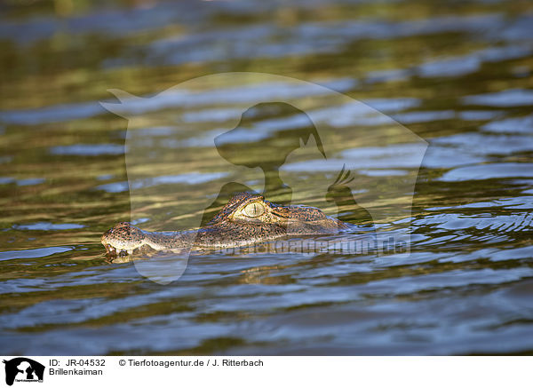 Brillenkaiman / Brown Caiman / JR-04532