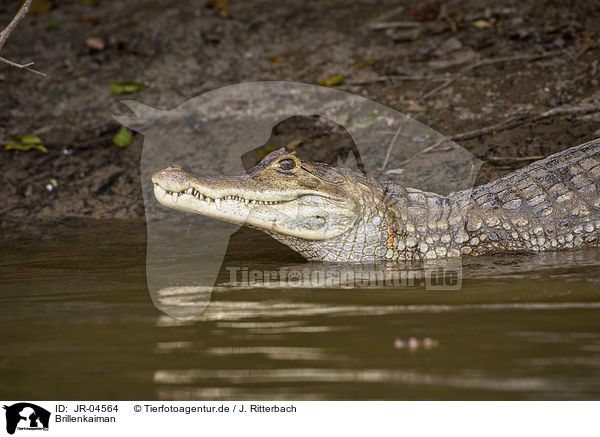 Brillenkaiman / Brown Caiman / JR-04564