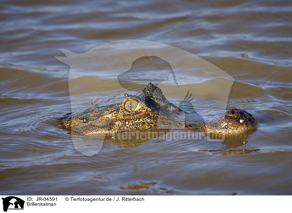 Brillenkaiman / Brown Caiman / JR-04591