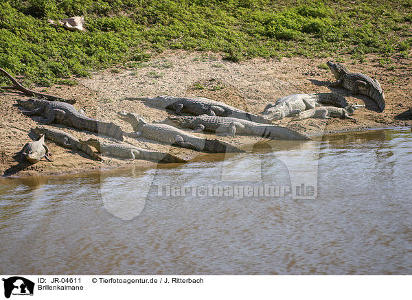 Brillenkaimane / Brown Caimans / JR-04611