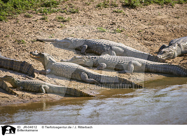 Brillenkaimane / Brown Caimans / JR-04612