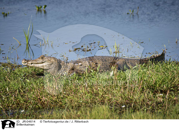 Brillenkaiman / Brown Caiman / JR-04614