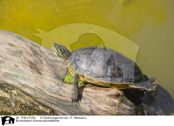 Buchstaben-Schmuckschildkrte / marsh turtle / PW-15183