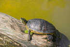 Buchstaben-Schmuckschildkröte