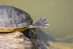Buchstaben-Schmuckschildkröte