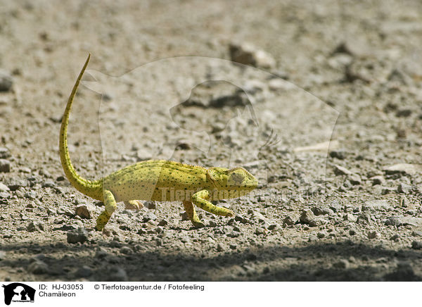 Cham�leon / chameleon / HJ-03053