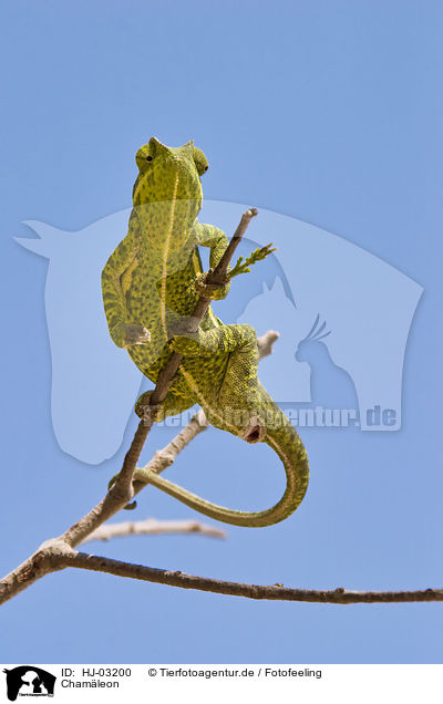 Chamleon / chameleon / HJ-03200