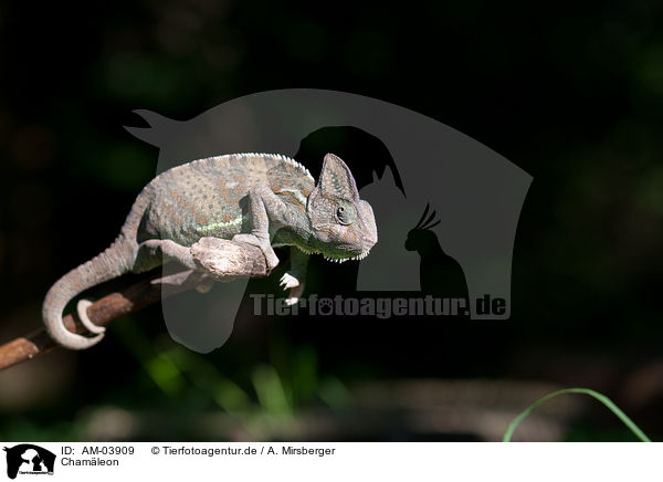 Chamleon / chameleon / AM-03909