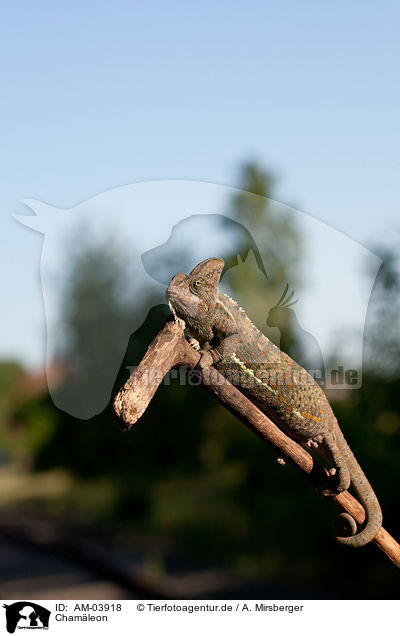 Cham�leon / chameleon / AM-03918