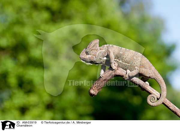 Chamleon / chameleon / AM-03919