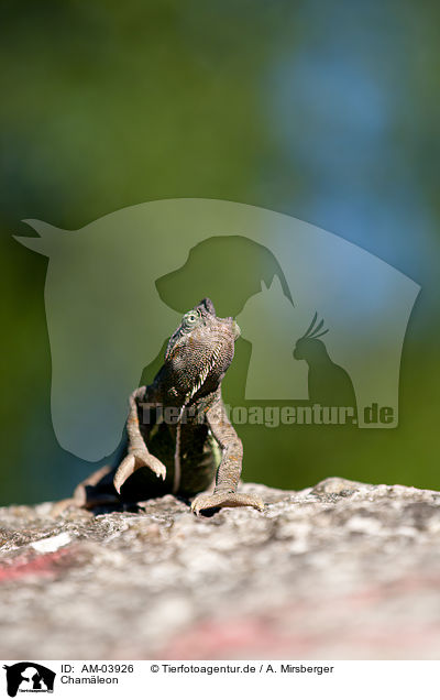 Chamleon / chameleon / AM-03926
