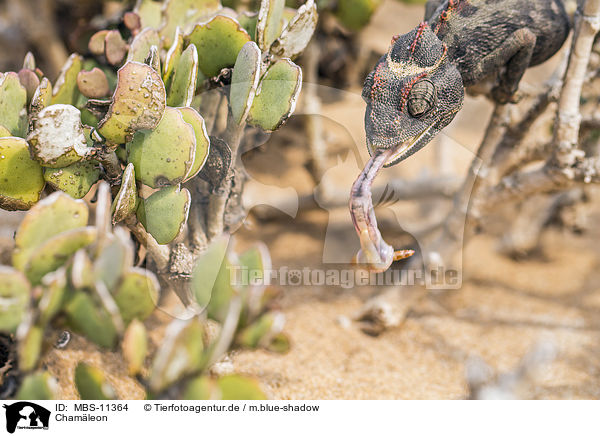 Cham�leon / chameleon / MBS-11364