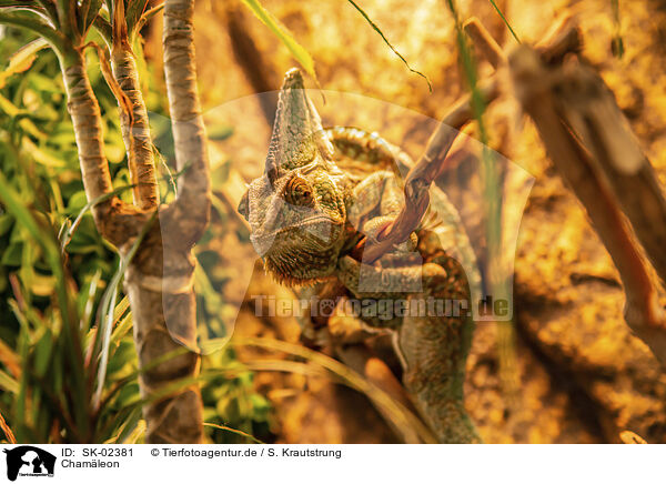 Chamleon / chameleon / SK-02381