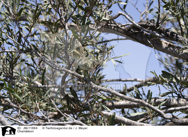 Cham�leon / chameleon / JM-11664
