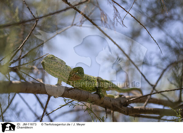 Chamleon / chameleon / JM-11673