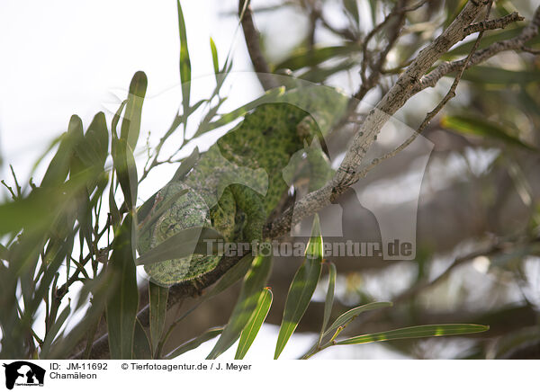 Chamleon / chameleon / JM-11692