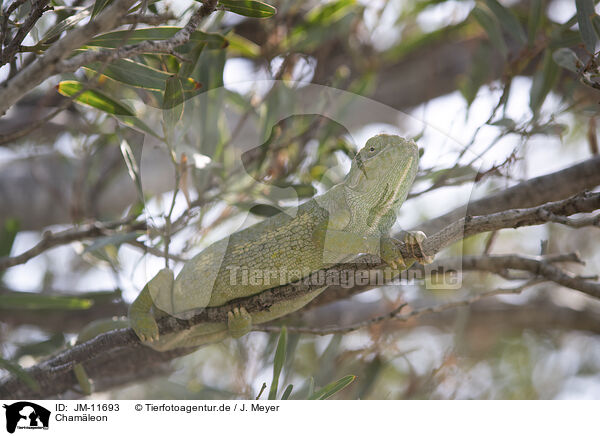 Chamleon / chameleon / JM-11693