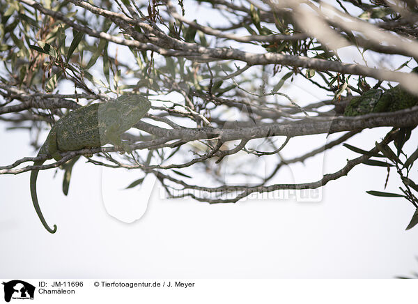 Chamleon / chameleon / JM-11696