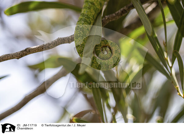 Chamleon / chameleon / JM-11719
