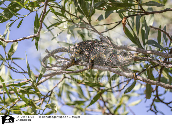Chamleon / chameleon / JM-11737