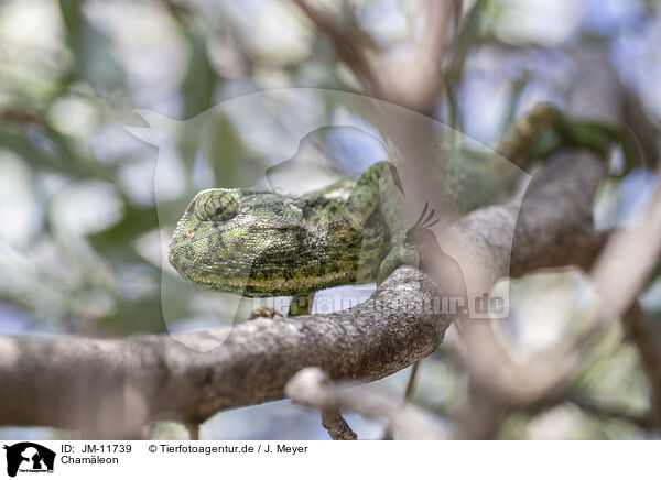 Chamleon / chameleon / JM-11739